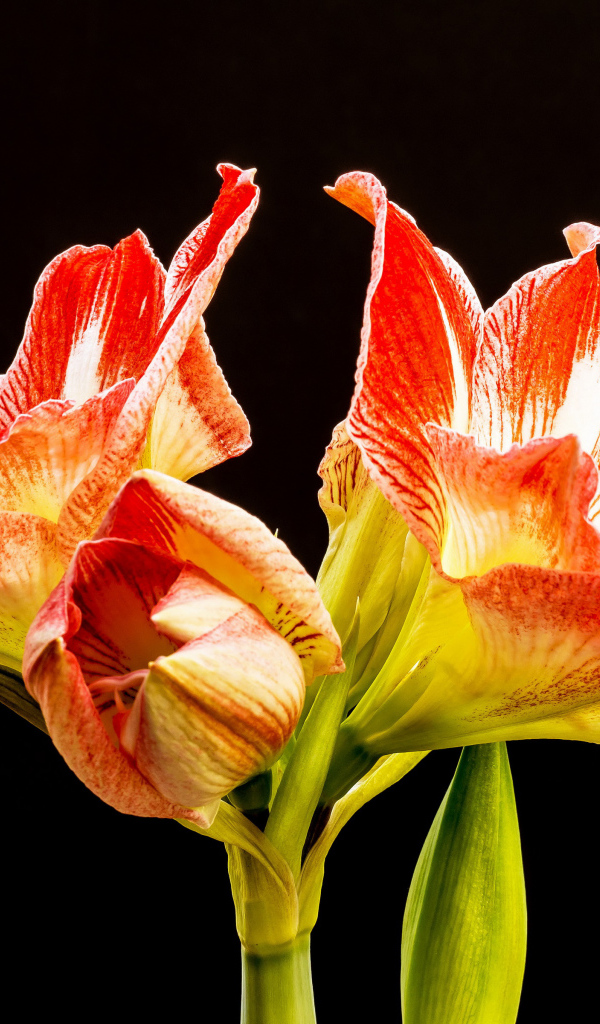 Два красных цветка амариллиса на черном фоне