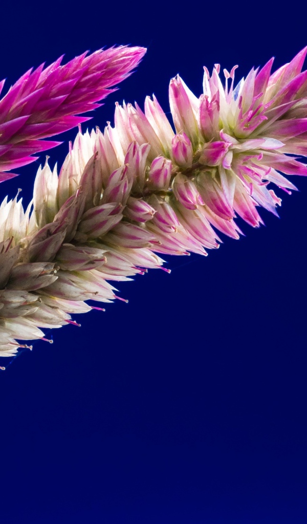 Два колоска на синем фоне