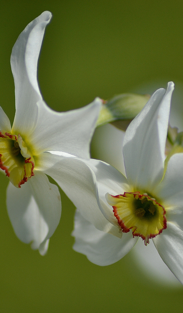 Два нежных белых нарцисса крупным планом