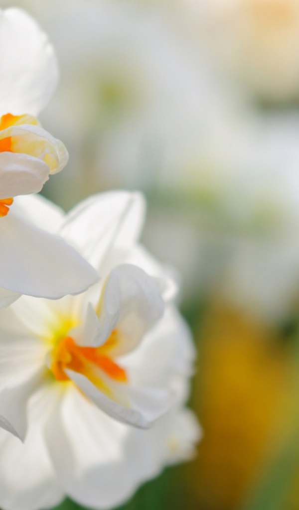 Два белых цветка нарцисса крупным планом