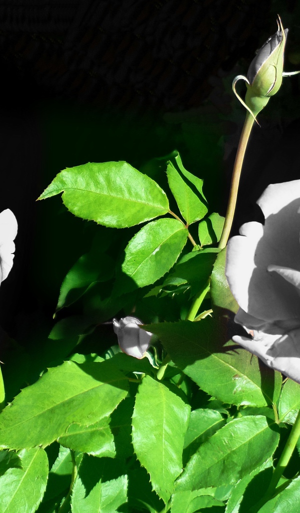 Две белые розы с бутонами в лучах солнца