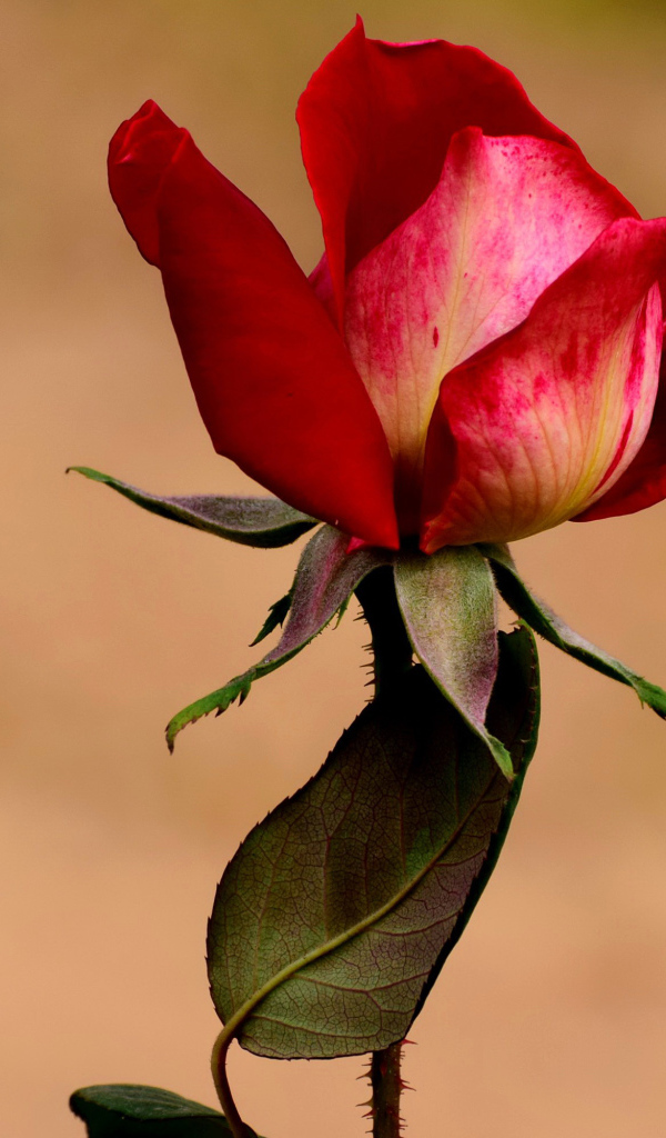 Нераспустившаяся красная роза