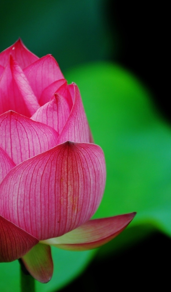 Нераспустившийся розовый цветок лотоса