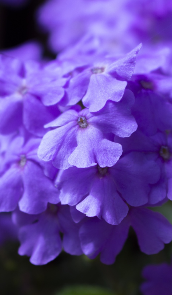 Фиолетовый цветок гортензии крупным планом