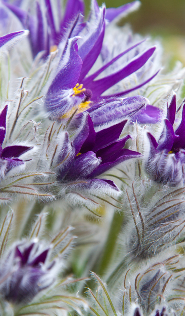 Фиолетовые цветы прострел с бутонами крупным планом