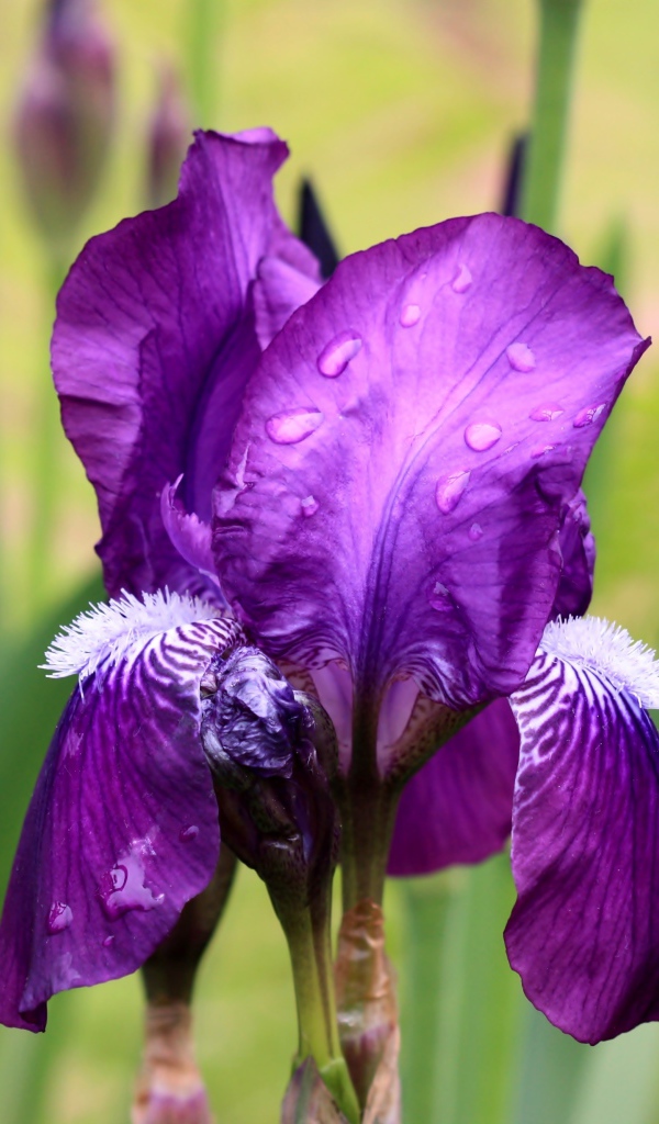 Фиолетовый цветок ириса в каплях дождя крупным планом