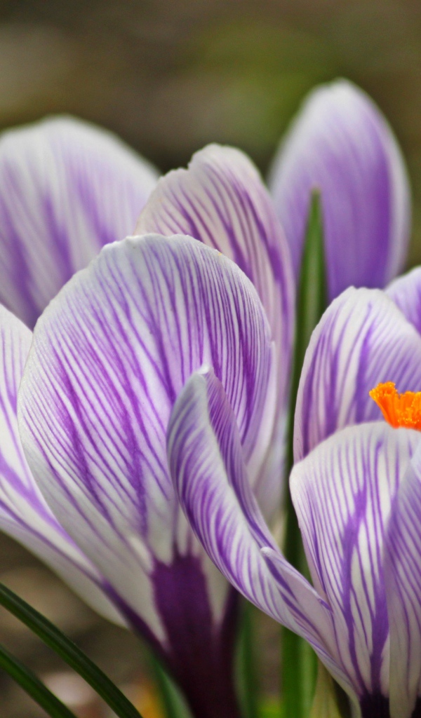 Фиолетовые весенние крокусы крупным планом