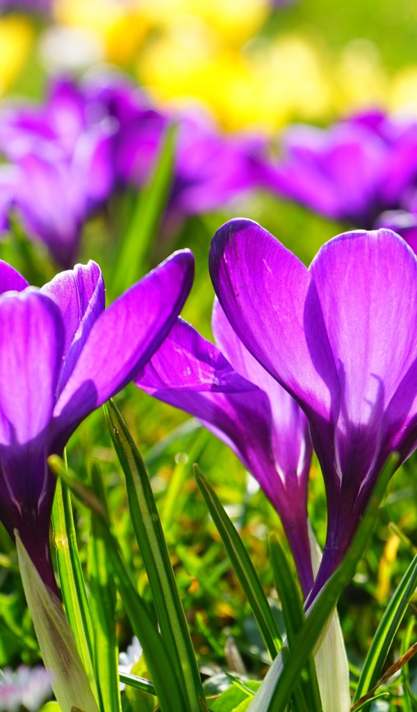 Фиолетовые весенние крокусы в лучах солнца