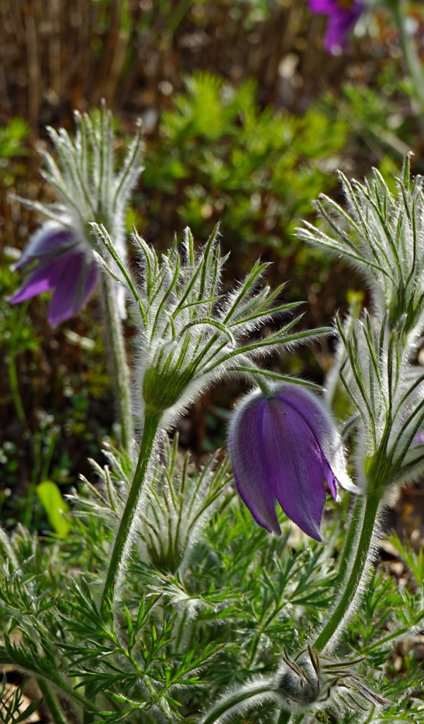 Фиолетовые весенние цветы прострел