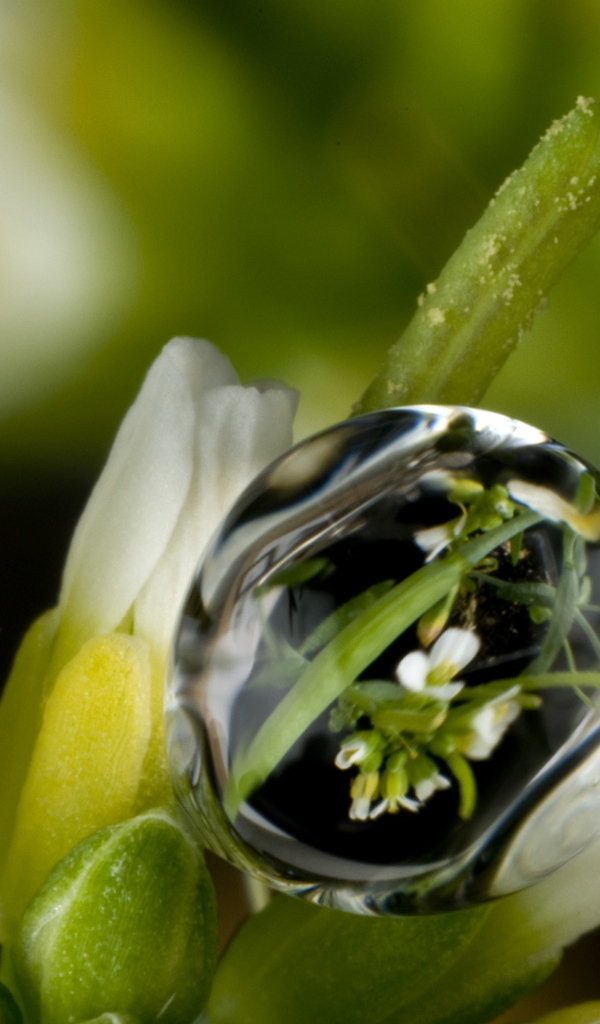 Капля воды на белом цветке крупным планом