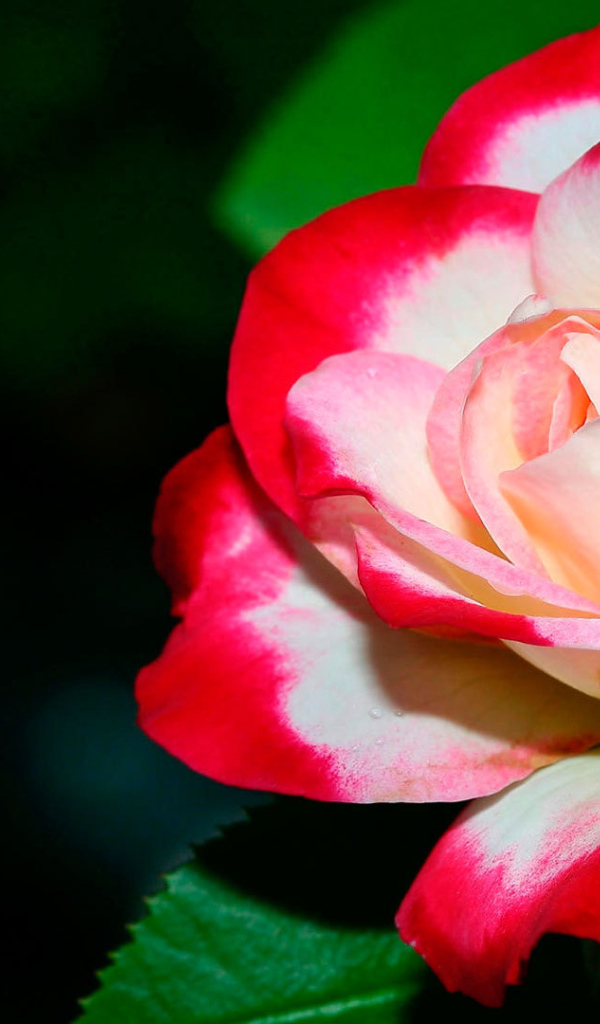 Бело- красная роза крупным планом 