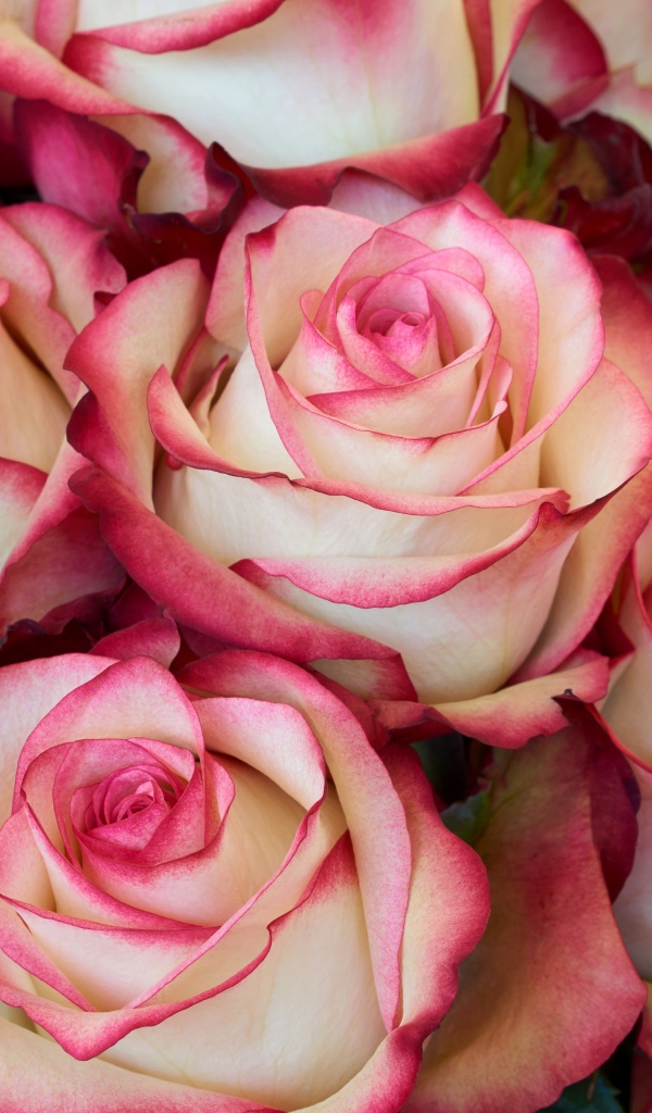 Бело - розовые большие розы крупным планом