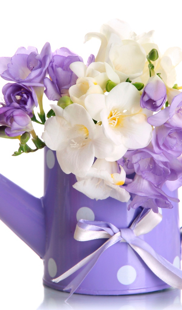 Белые и фиолетовый цветы фрезии в лейке на белом фоне