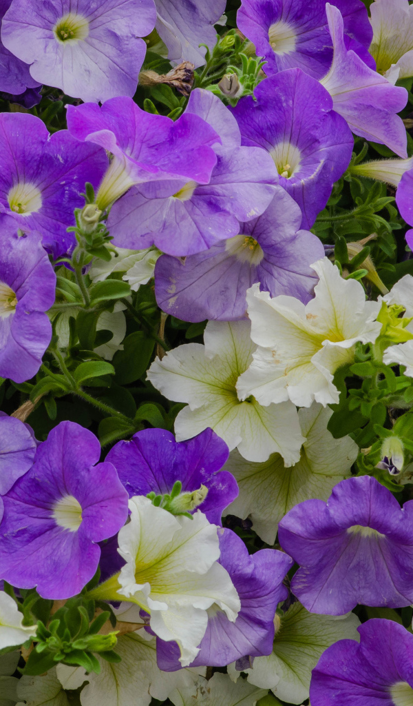 Белые и фиолетовые цветы петунии крупным планом