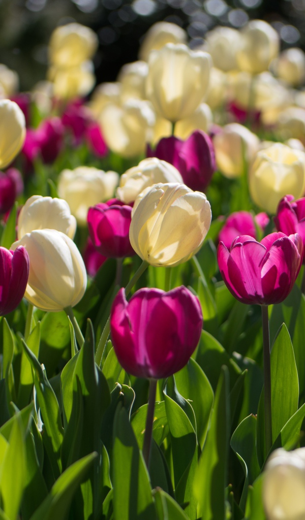 Белые и сиреневые тюльпаны в лучах солнца 