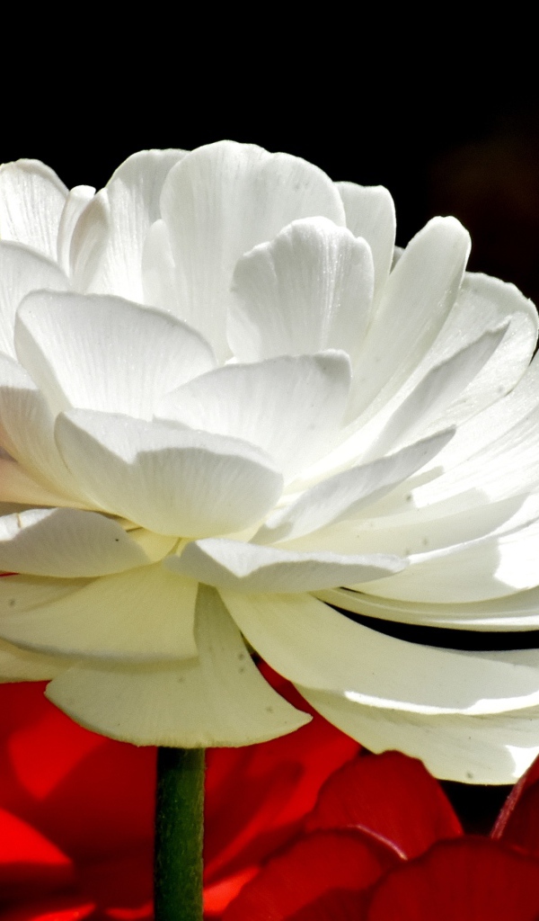 Белые и красные цветы лютика