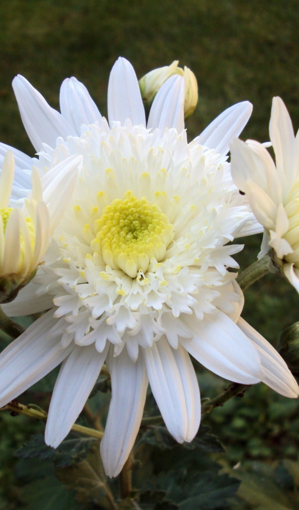 Белые осенние цветы хризантемы с бутонами крупным планом