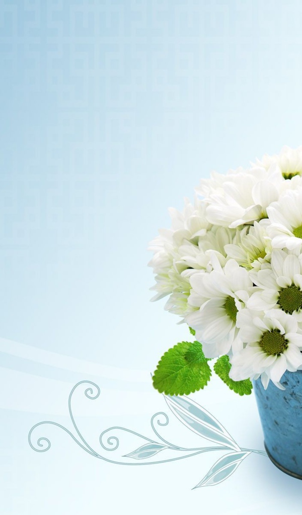 Белые красивые хризантемы на голубом фоне