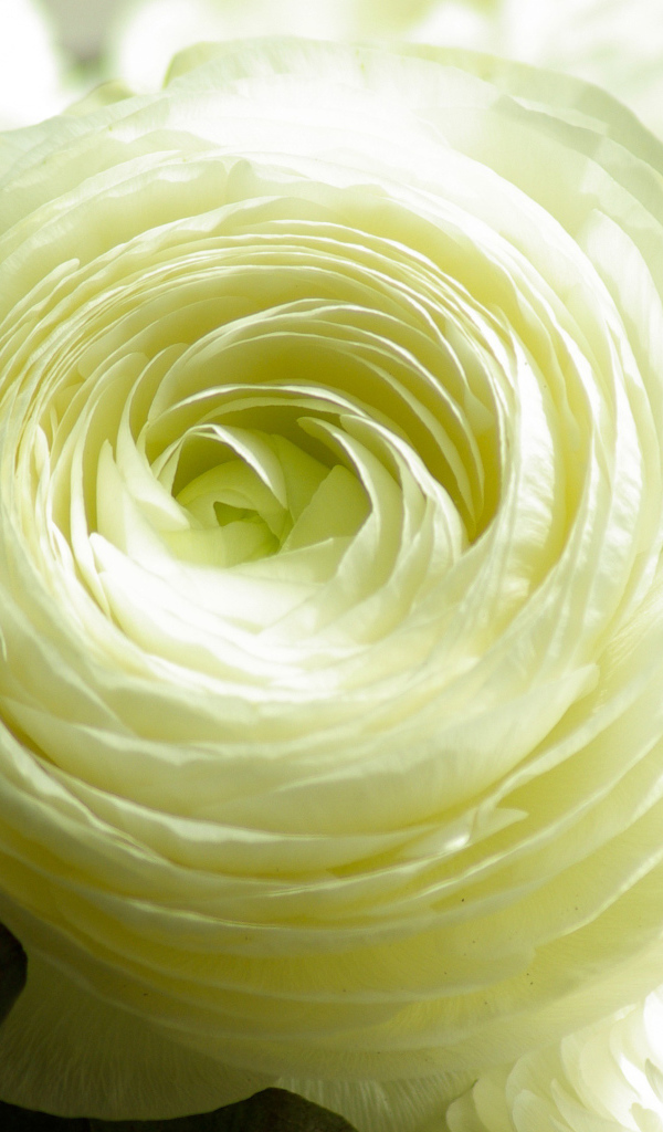 Белый лютик крупным планом