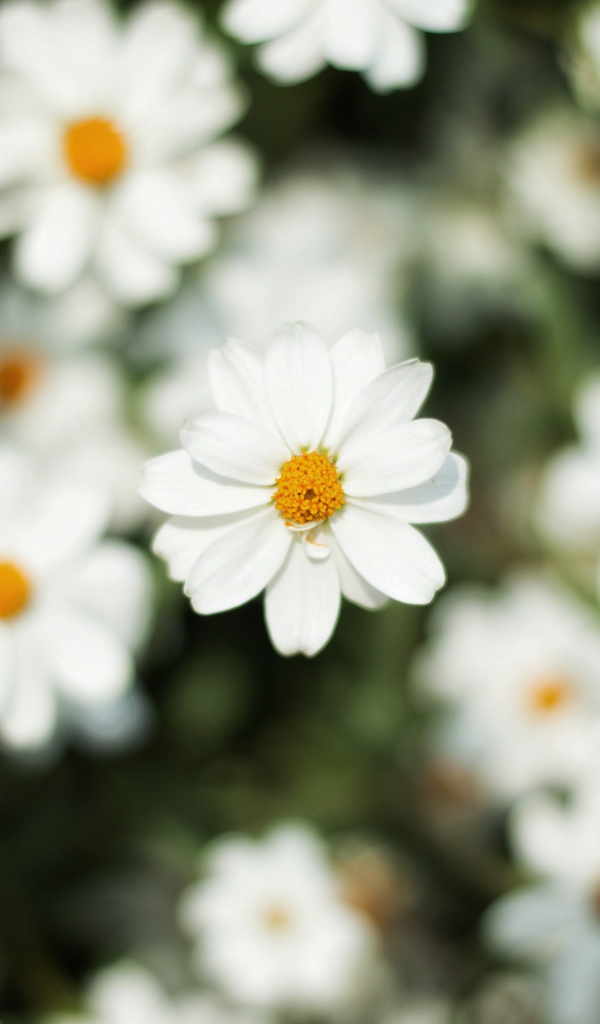 Белый цветок космеи крупным планом