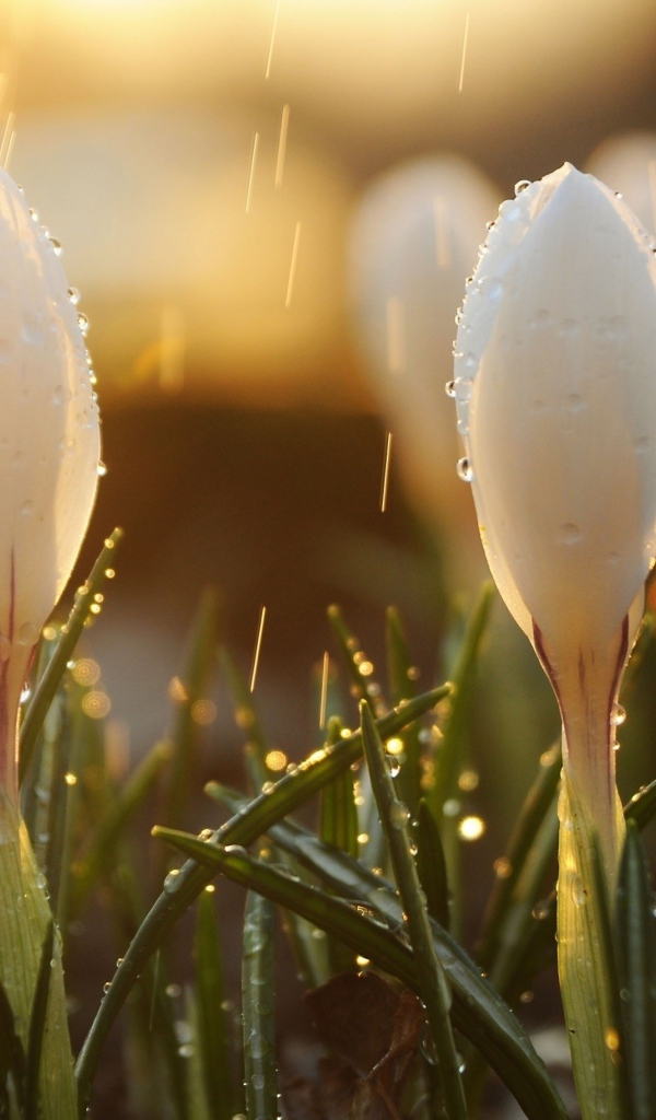 Белые крокусы под весенним дождем