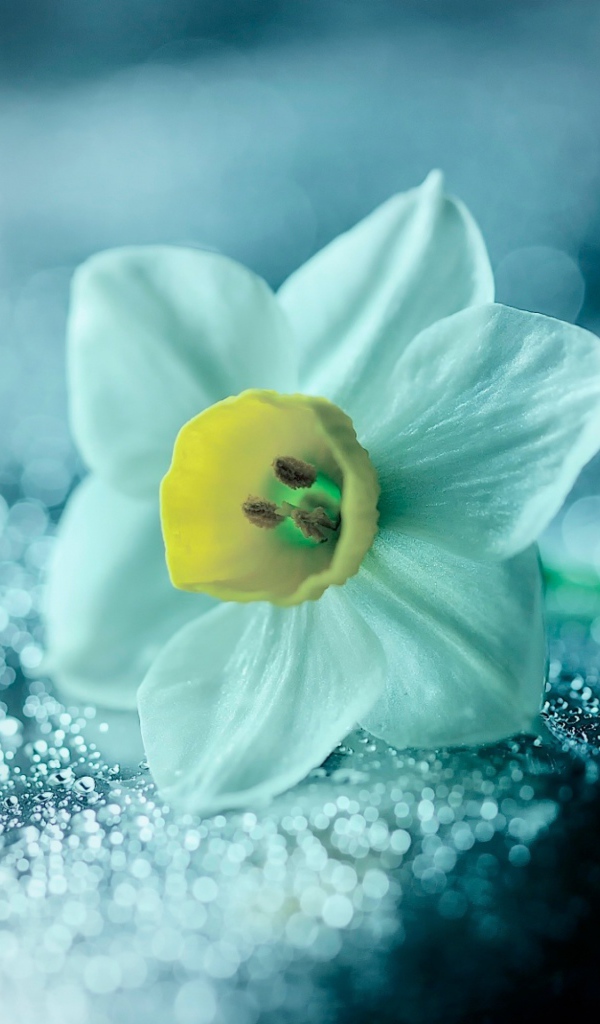 Белый цветок нарцисса на мокрой поверхности