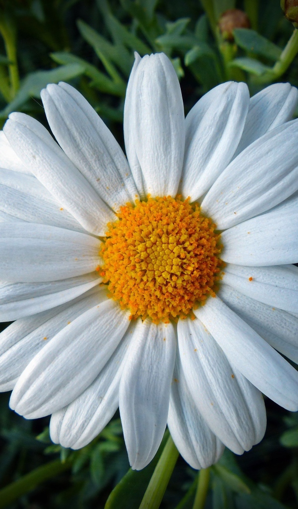 Белая ромашка с желтой серединкой крупным планом