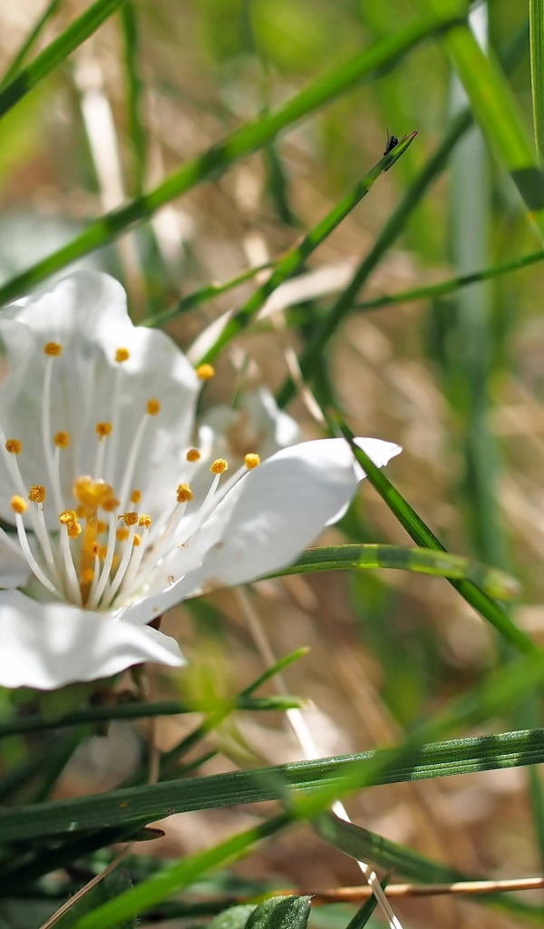 Белый нежный цветок в зеленой траве