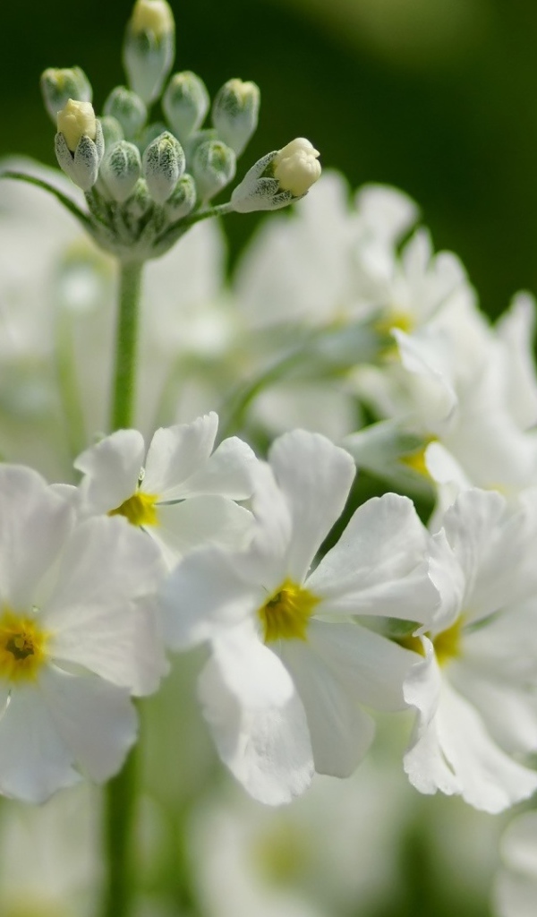 Белые нежные цветы примула крупным планом