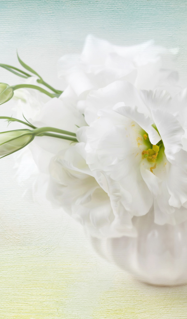 Белый цветок эустома с бутонами 