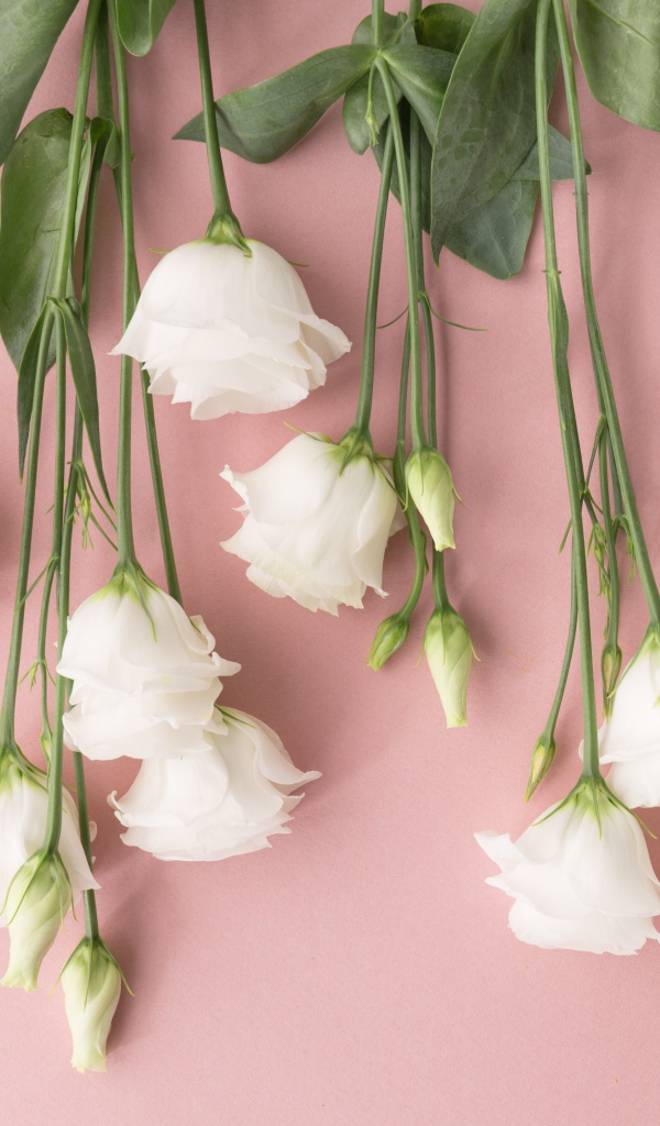 Белые цветы эустома на розовом фоне