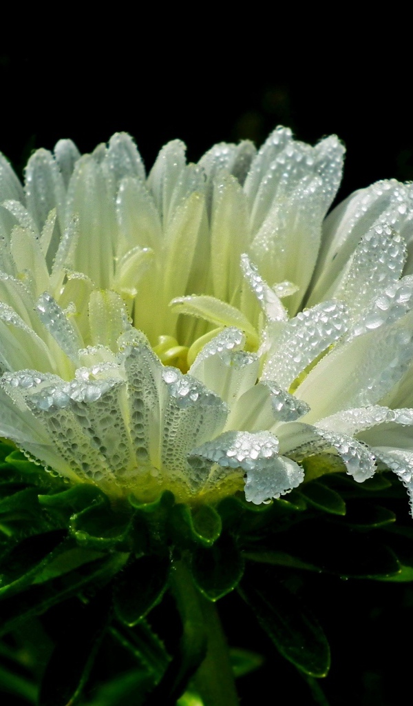 Белый цветок астры в каплях розы на черном фоне