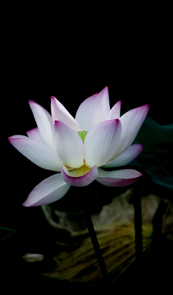 Белый цветок с сиреневыми лепестками на черном фоне