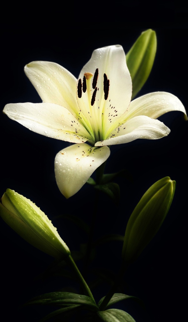 Белая лилия с бутонами на черном фоне