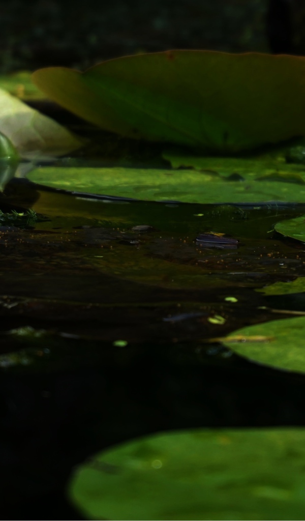 Белый цветок лотоса в воде с зелеными листьями