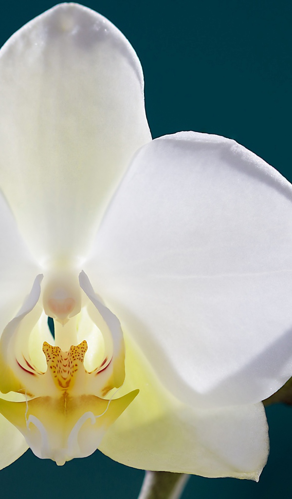 Белая орхидея с бутонами крупным планом