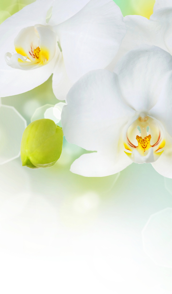 Белые орхидеи с бутонами на фоне с бликами