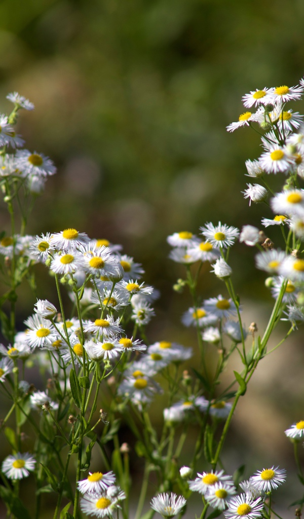 Белые мелкие ромашки крупным планом