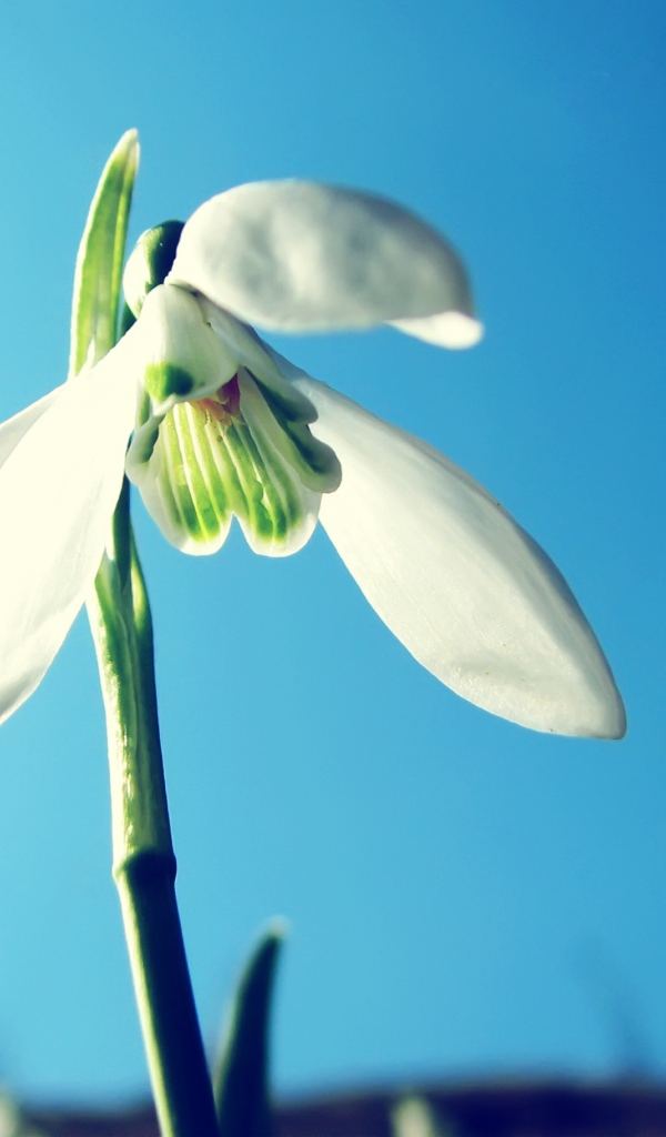 Белый подснежник на фоне голубого неба