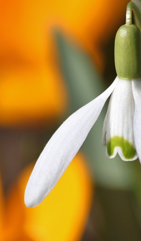Белый весенний подснежник крупным планом