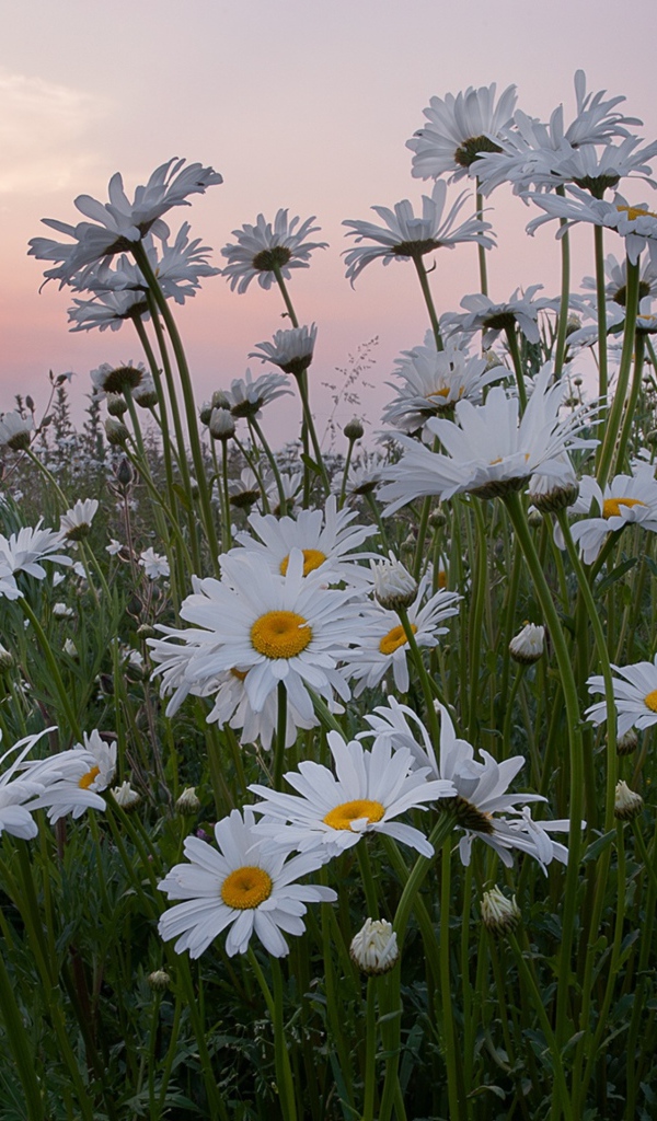 Белые летние ромашки на фоне восходящего солнца