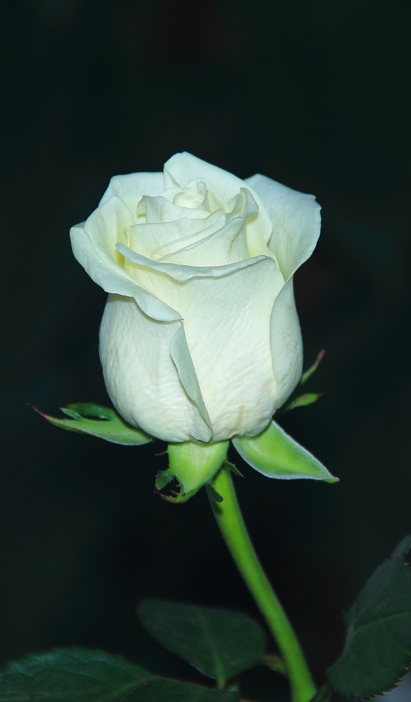 Белая нежная роза крупным планом 