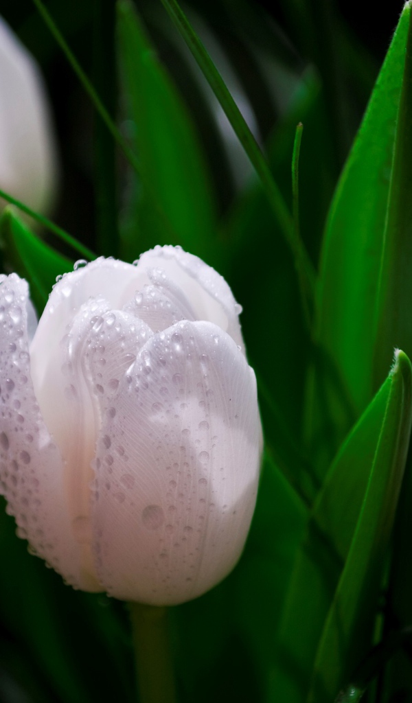 Белые тюльпаны в каплях розы 