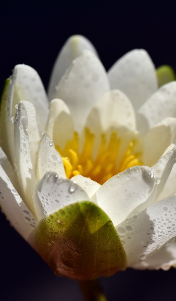 Белая водяная лилия в каплях воды на синем фоне