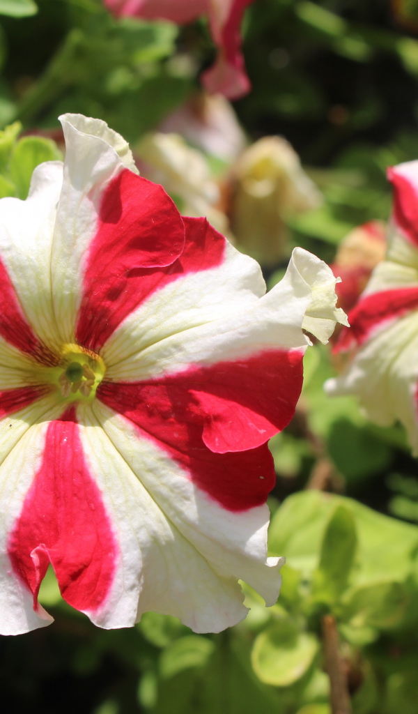 Белые с красными линиями цветы петунии 