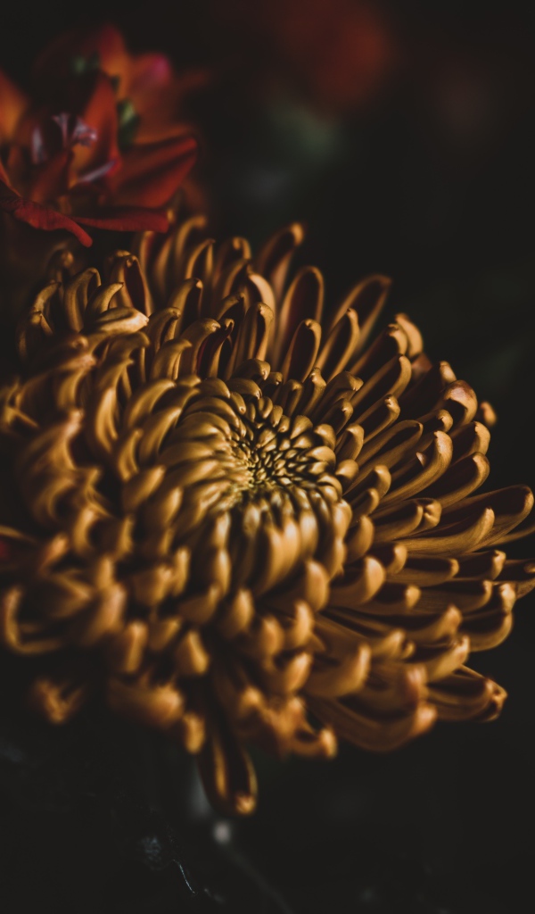 Желтый цветок хризантемы крупным планом 