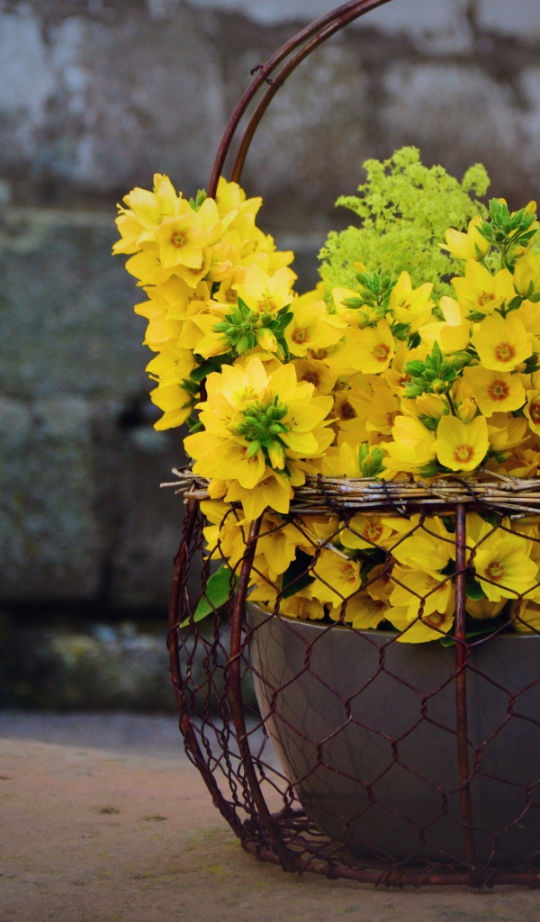 Желтые цветы вербейник в железной корзине