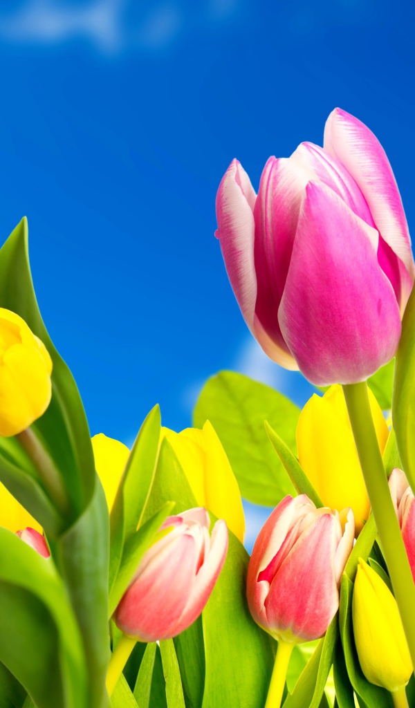Желтые и розовые тюльпаны на фоне голубого неба 