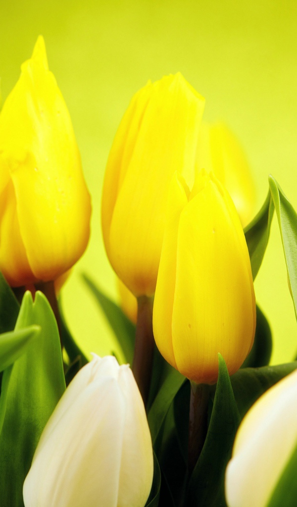 Желтые и белые тюльпаны крупным планом