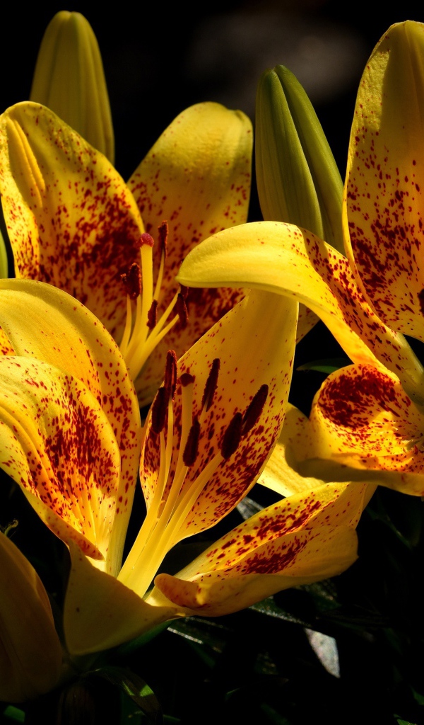 Желтые красивые тигровые лилии на клумбе крупным планом